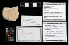 Foto (Objekt + Etikett) von Ambulocapsa cf. novacula (Robins et al., 2013)  (NHMW-GEO-2014-0194-0573)